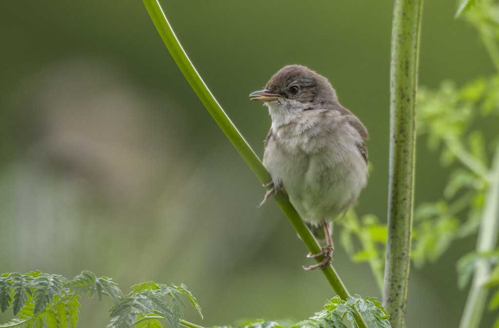 Таксономические объёмы надсемейств
passeriformes северной палеарктики