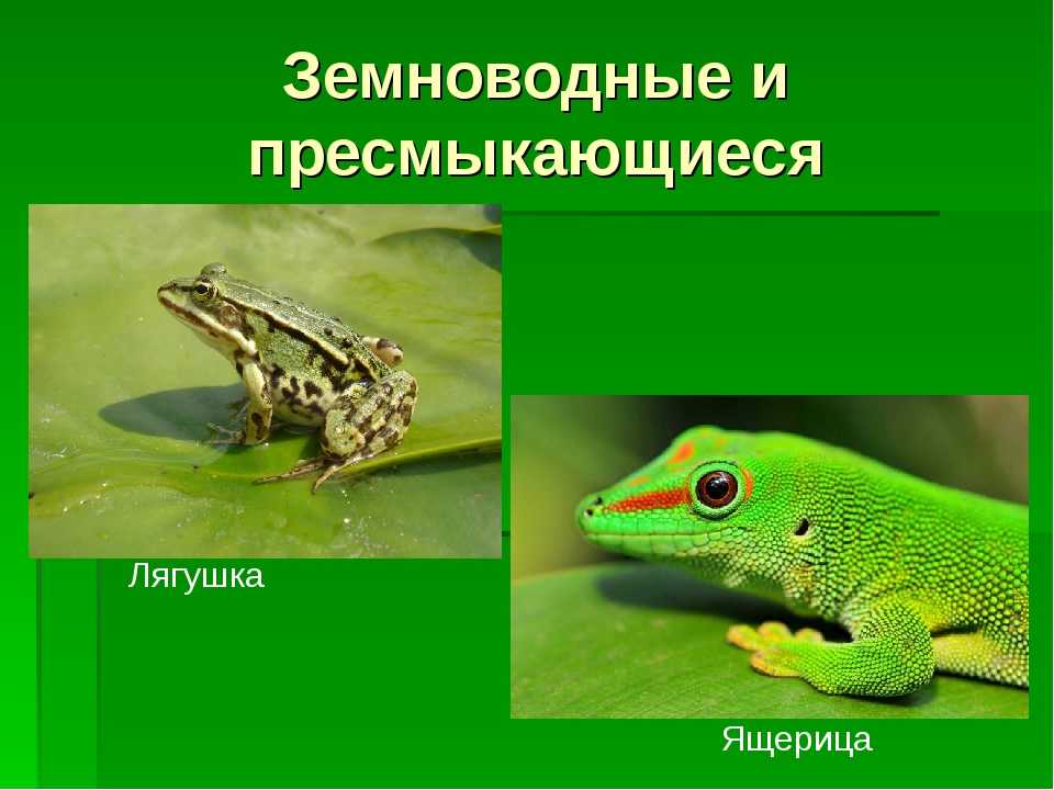 Земноводные, или амфибии