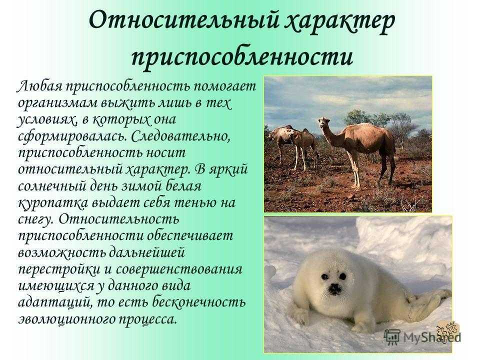 Северный олень приспособленность к среде обитания. Приспособленность организмов к среде обитания. Физиологические адаптации животных. Приспособленность животных.