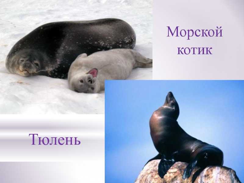 Тюлени и морские котики разница
