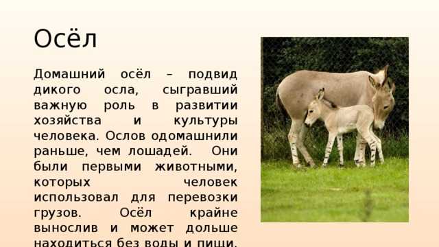 Доклад на тему осел 4 класс (описание, чем питается, где обитает)