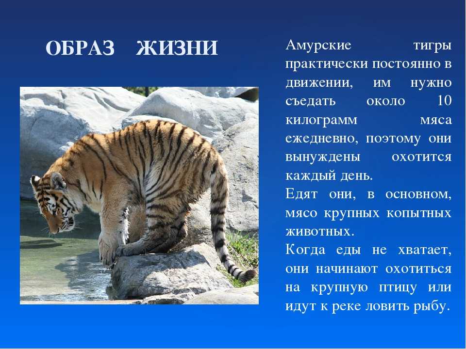 Уссурийский тигр. описание, особенности, образ жизни и среда обитания хищника | живность.ру