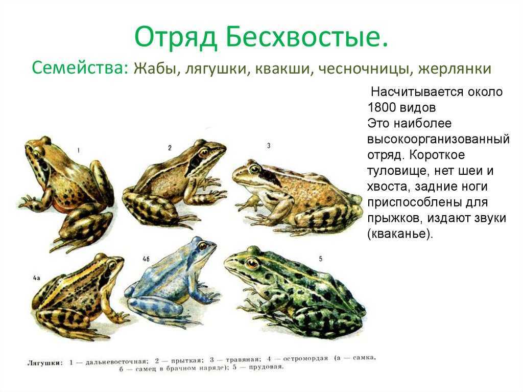 Жерлянка: описание,содержание,зимовка,фото,видео.