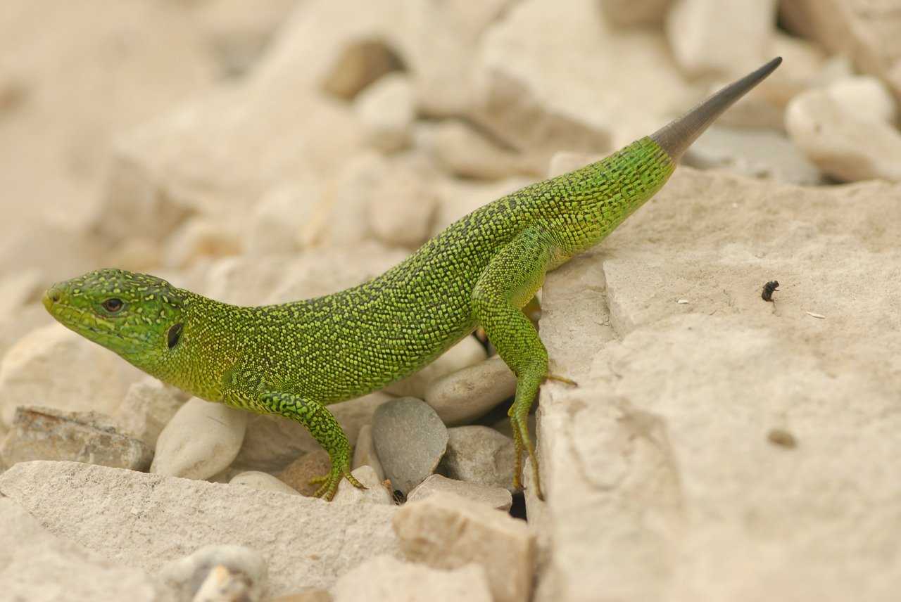 Прыткая ящерица (lacerta agilis linnaeus, 1758 ) : содержание в домашних условиях