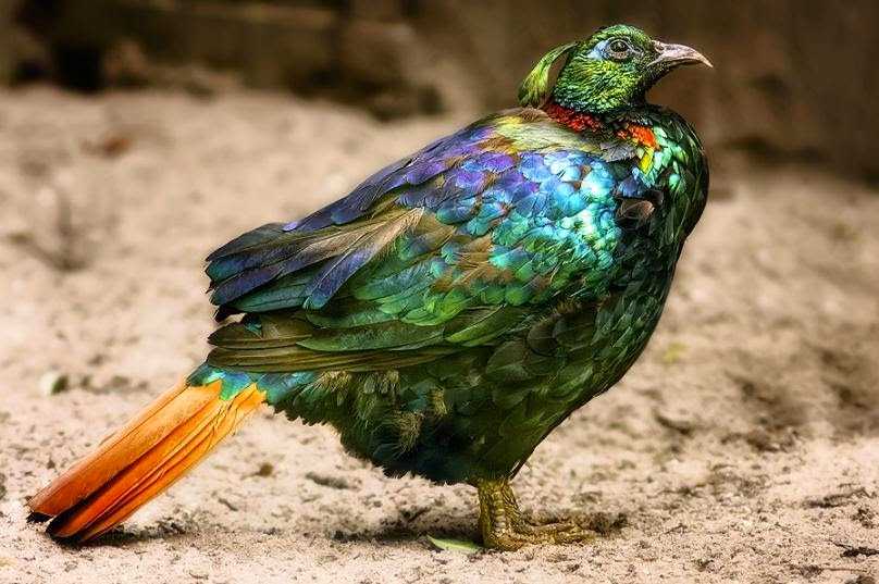 Гималайский монал (lophophorus impejanus) - зооветеринарный портал беларуси 1vet.by