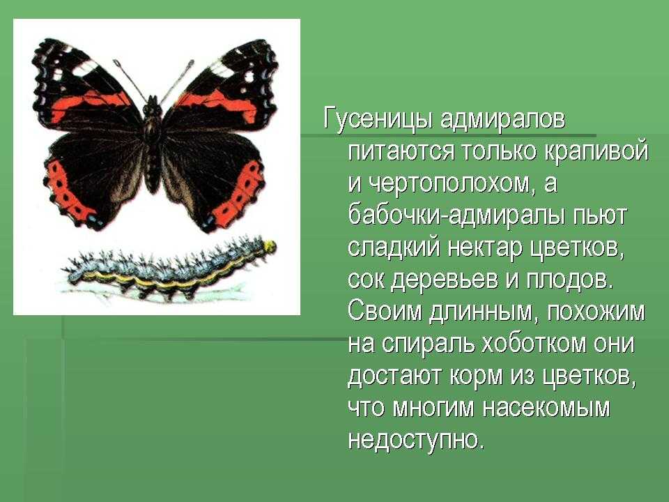 Аполлон фельдера — фото и краткое описание, как выглядит и где обитает | красная книга
