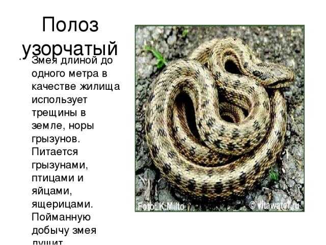Желтобрюхий полоз, он же – каспийский
