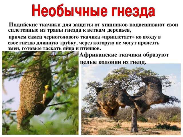 Ткачик: внешний вид, фото, особенности, интересные факты, среда обитания