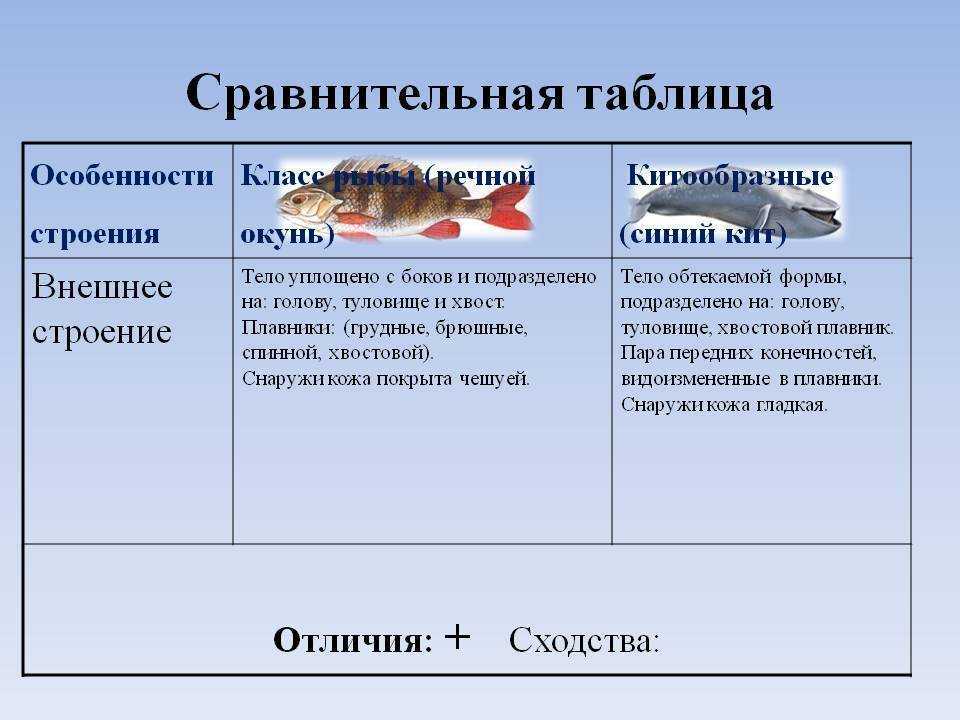 Рыбы сравнение таблица. Особенности строения рыб. Таблица строение рыб. Признаки строения рыб. Класс рыбы таблица.