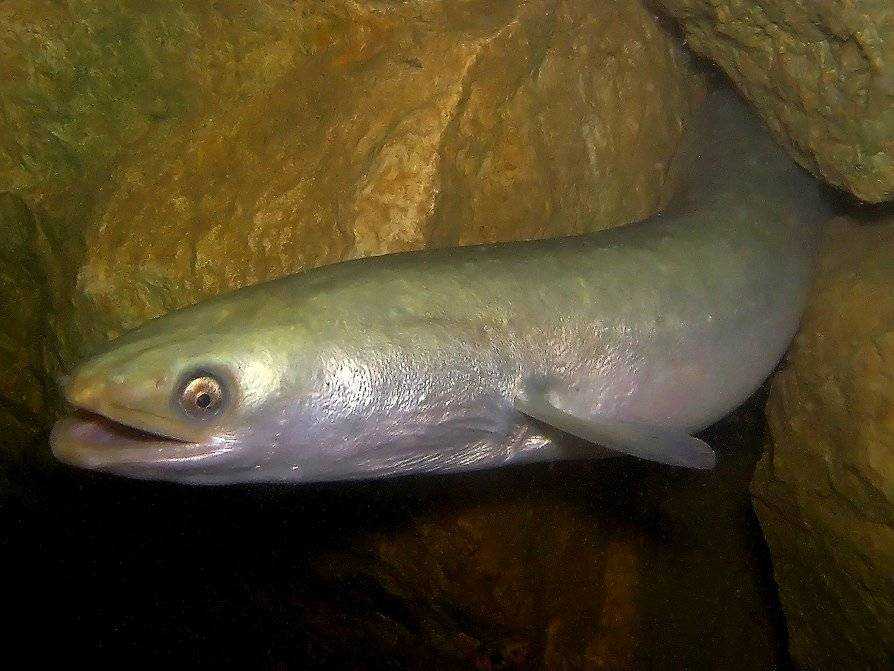 Угри - (сем. anguillidae, сем. muraenidae, сем. congridae, сем. nemichthyidae)