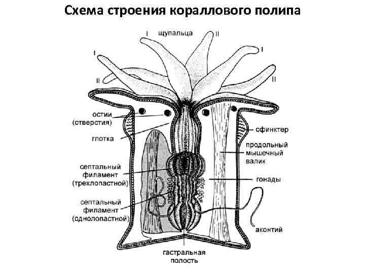 Твердые кораллы