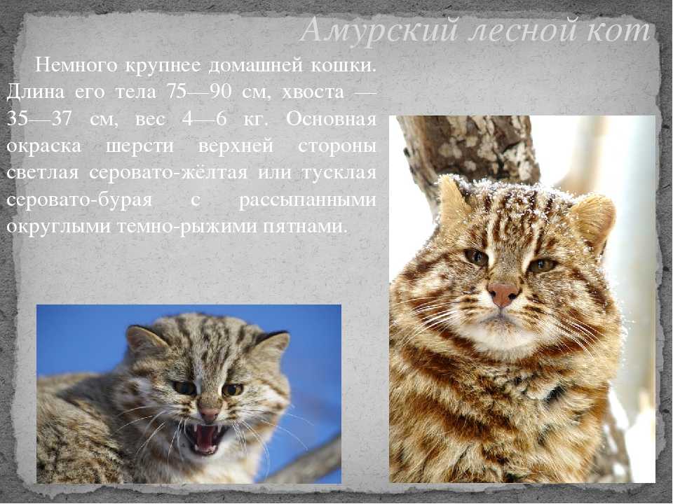 Камышовый кот или тростниковая кошка? нет, болотная рысь!