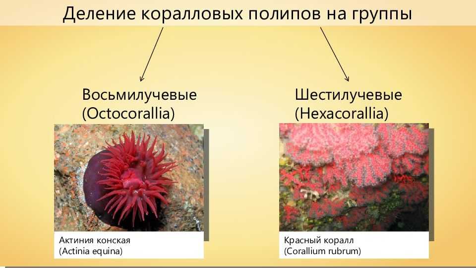 Коралл: свойства, кому подходит по знаку зодиака, особенности хранения и ухода