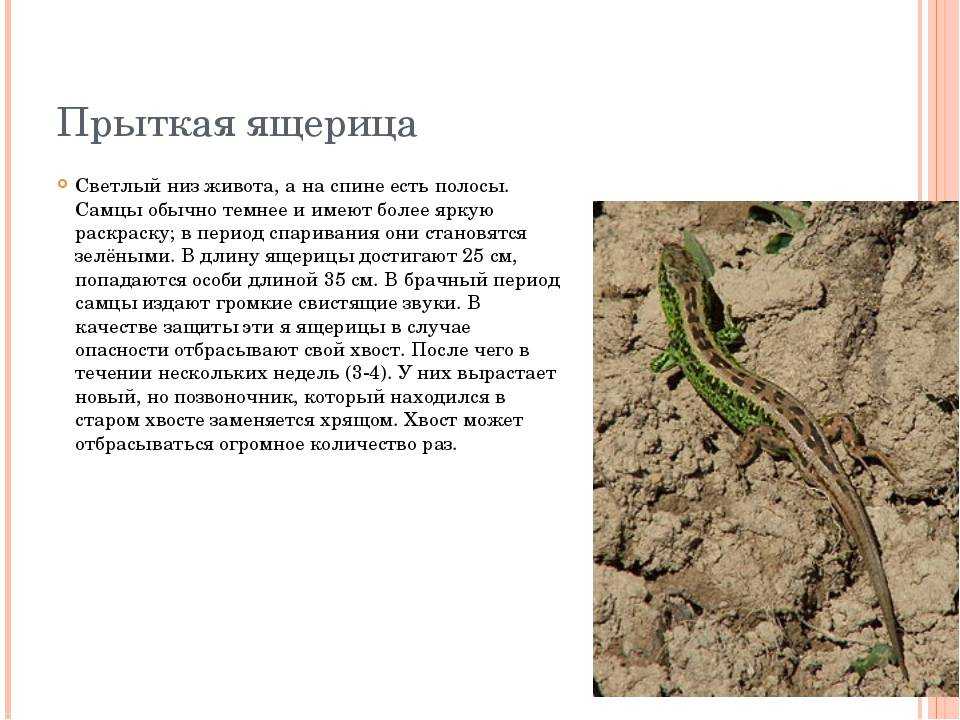 Определяем пол и вид ящерицы по ее внешним признакам