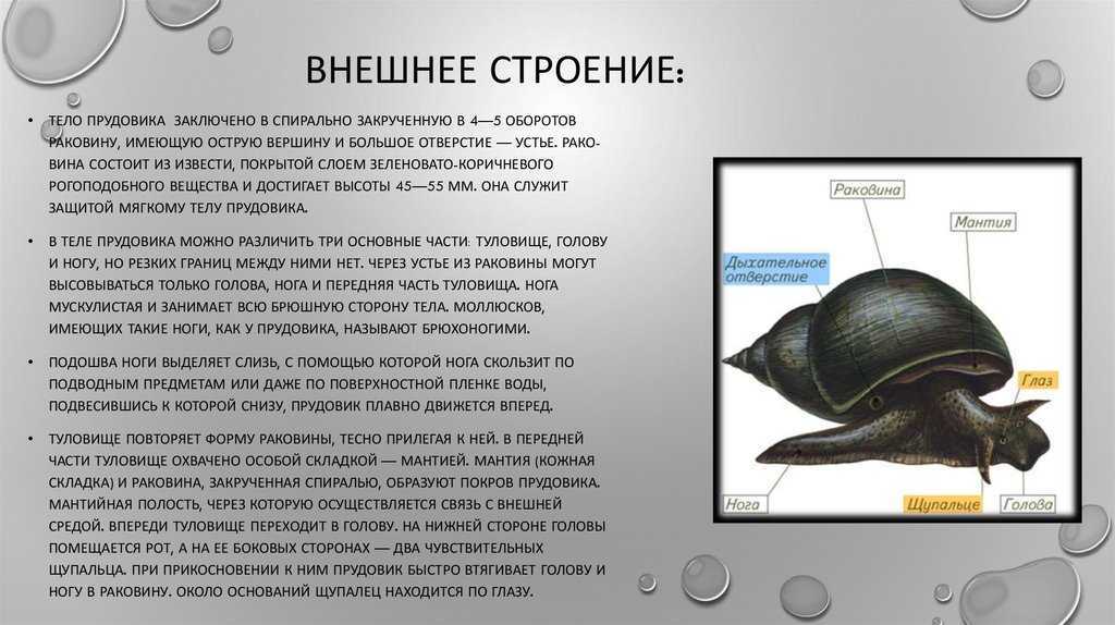 Большой прудовик