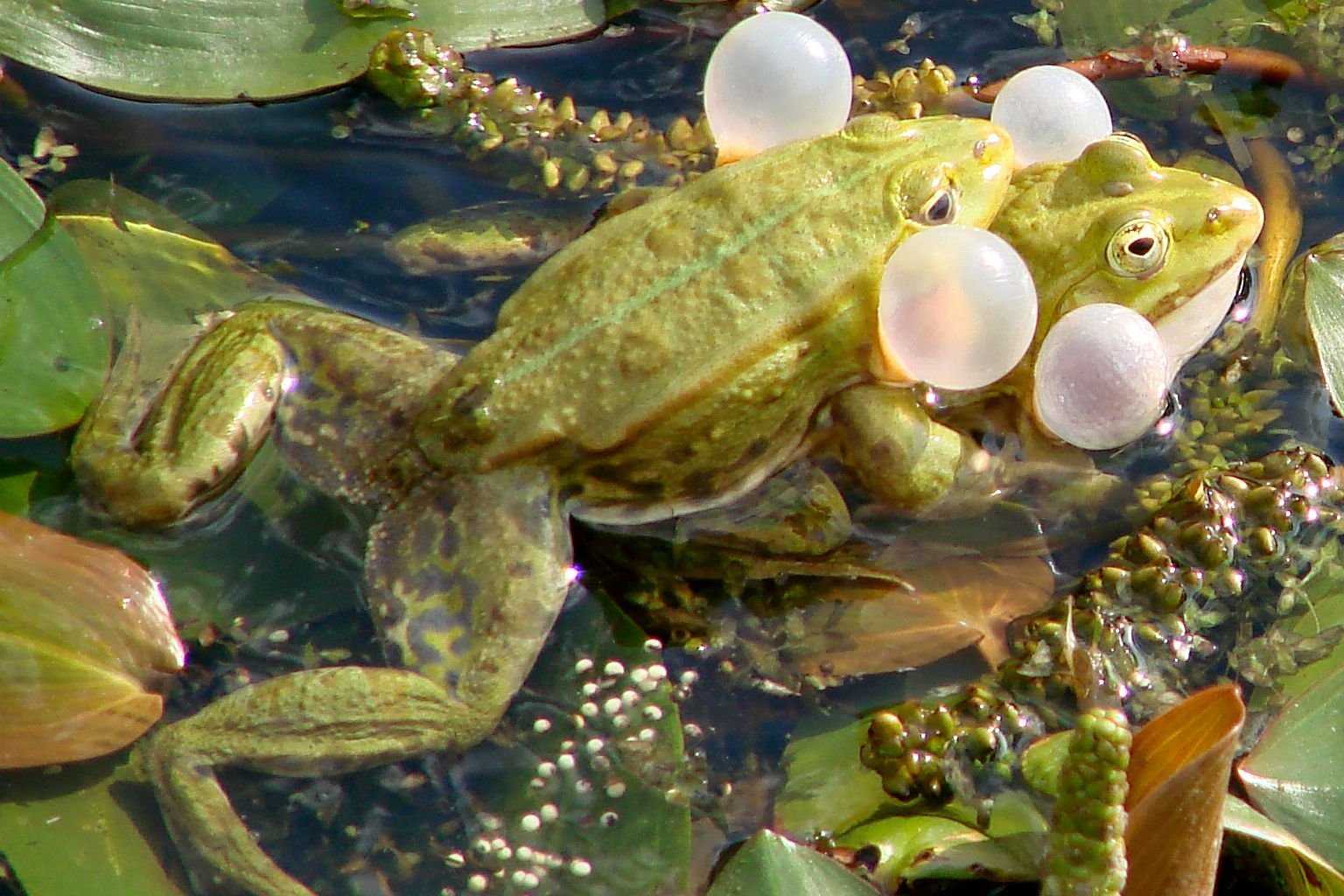 Яйца лягушки фото в воде