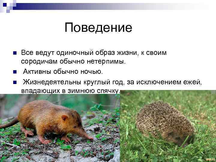 Сплюшка (обыкновенная совка): описание, распространение и образ жизни