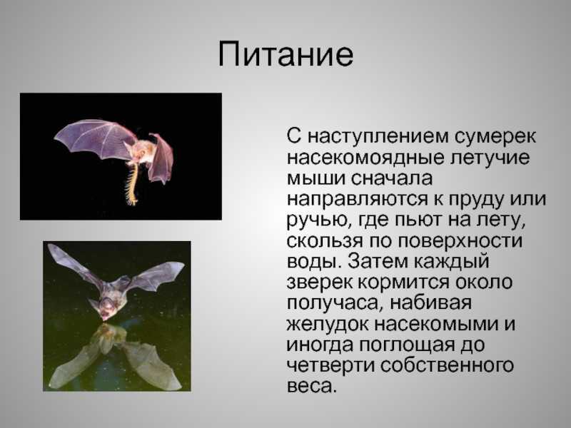 Что представляют собой рукокрылые?