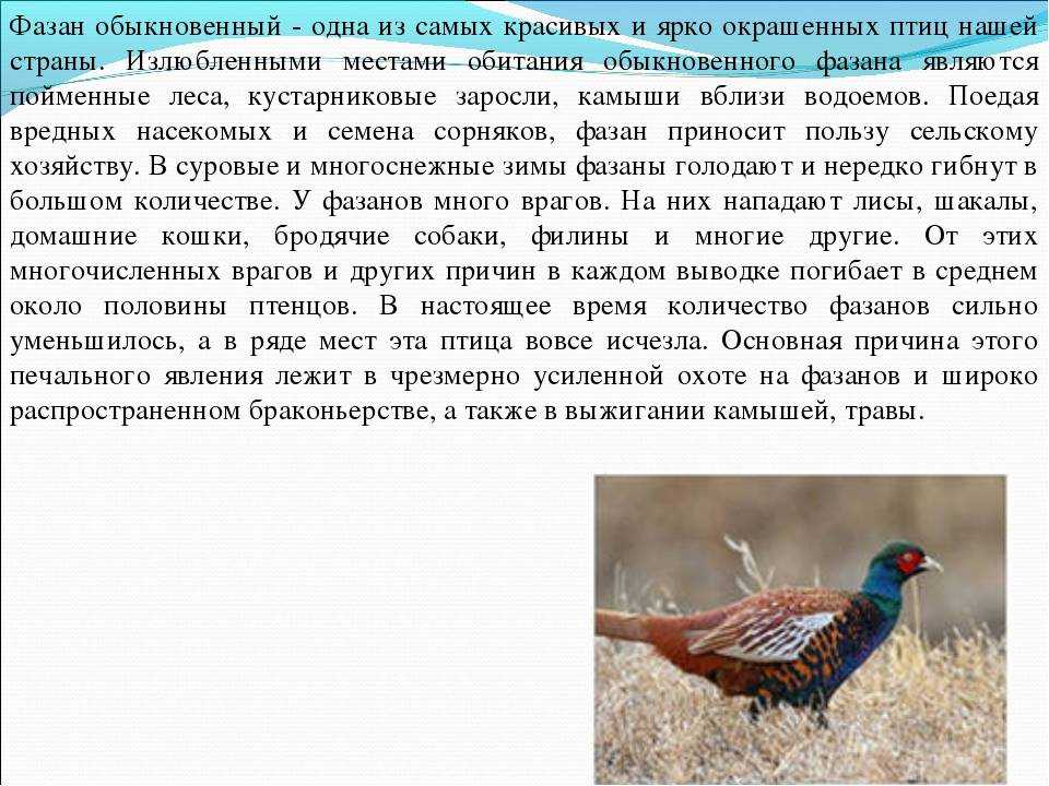 Броненосец: описание, где обитает, чем питается, сколько живет