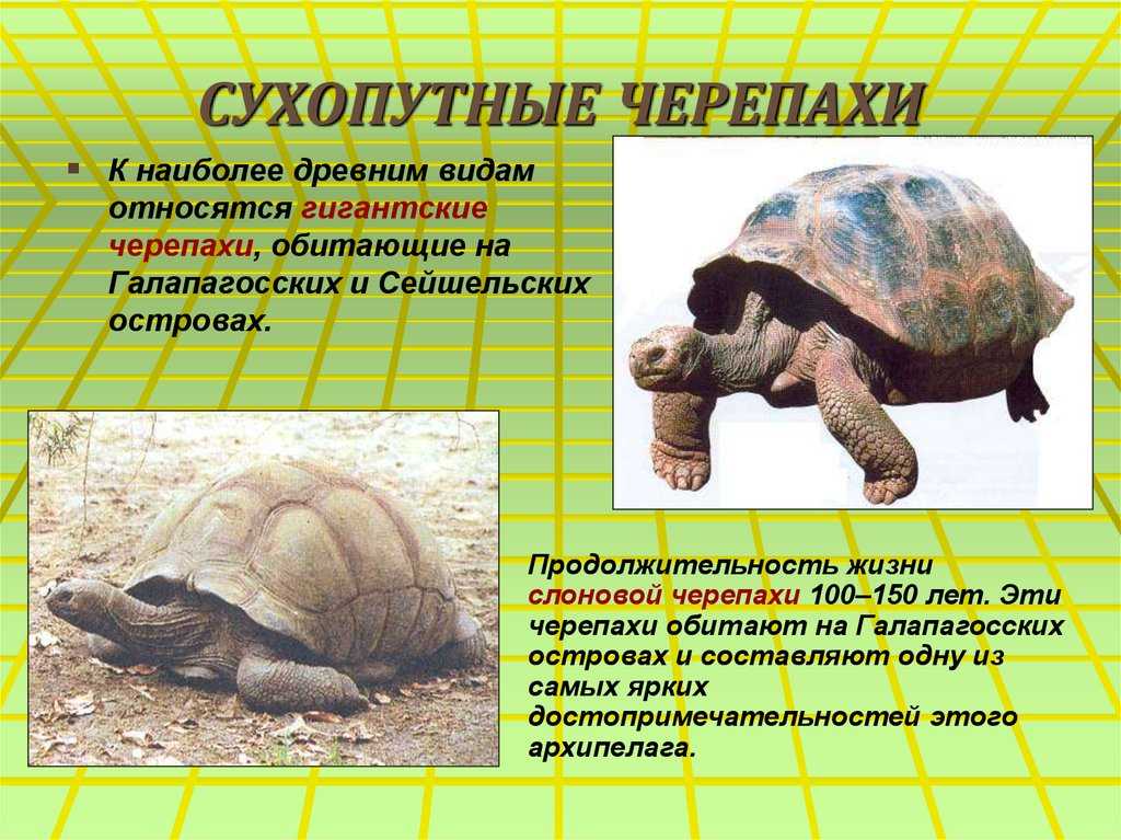 Зеленая морская черепаха из красной книги. самые необычные и красивые черепахи со всего мира