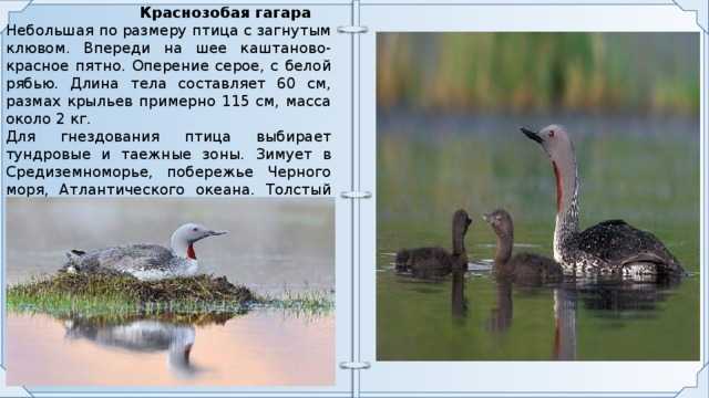 Гагары – описание птиц, фото и видео