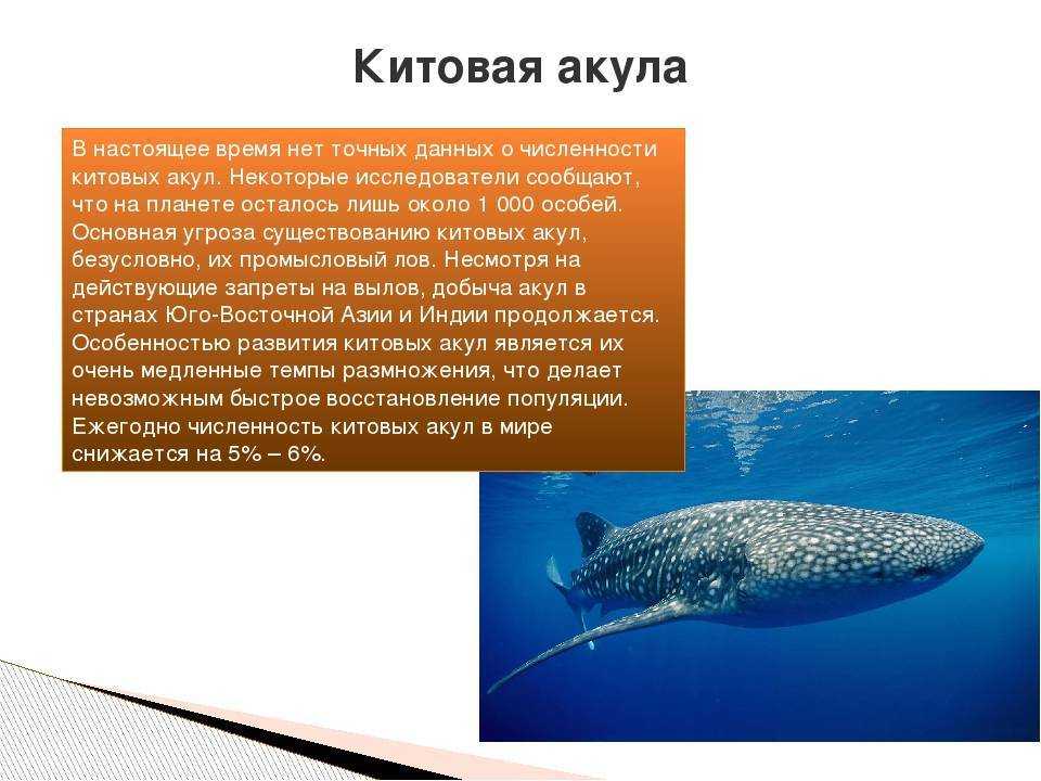 Обыкновенная кошачья акула