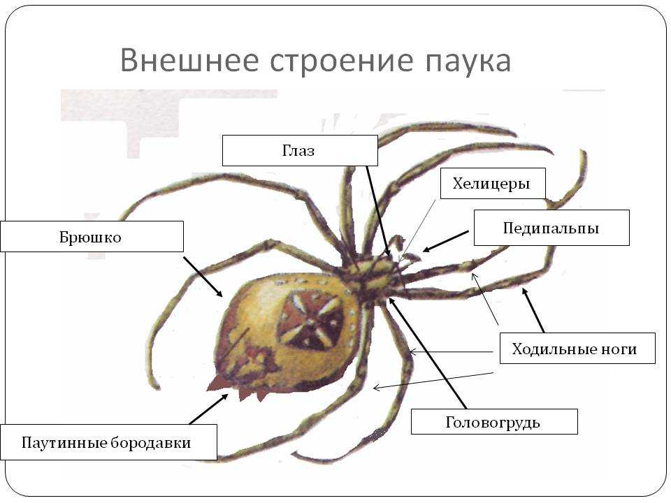 Из чего состоит тело паука: внутреннее и внешнее строение