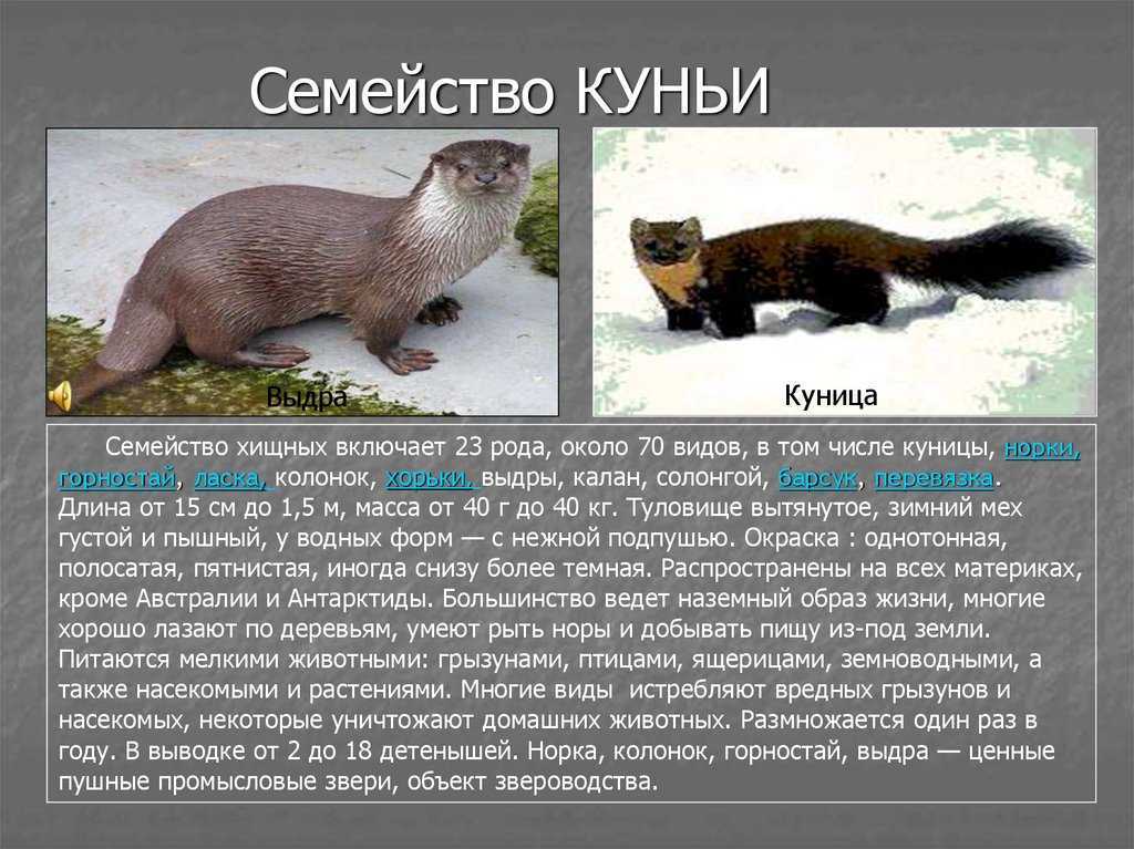 Норка – зверек с ценным мехом