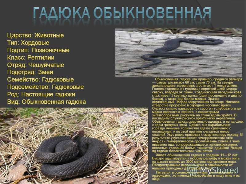 Змеи краснодарского края: фото, виды, описание