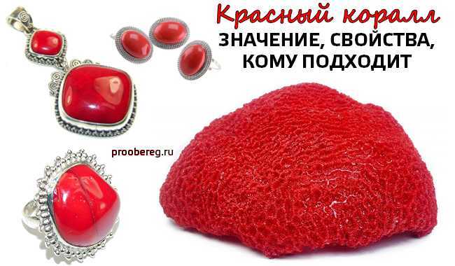 Разнообразные виды кораллов: по форме, строению и цвету