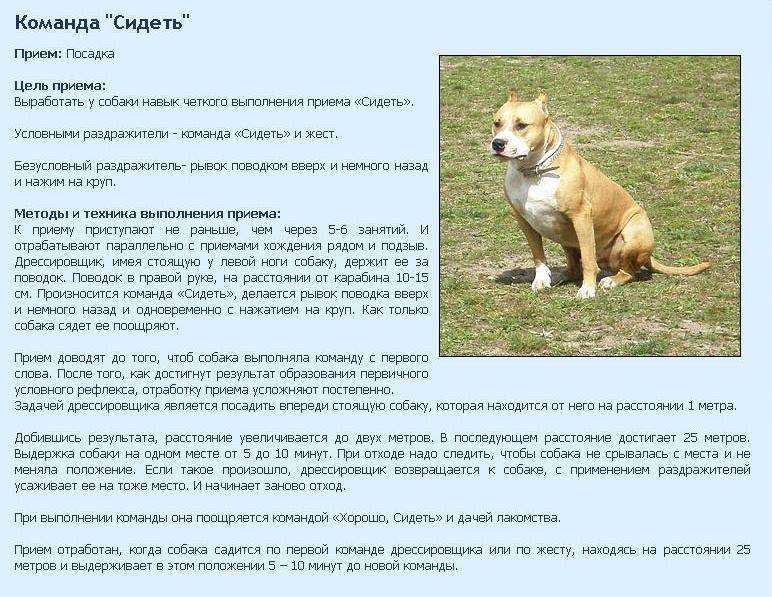 Как дрессировать собаку: полезные советы и важные правила