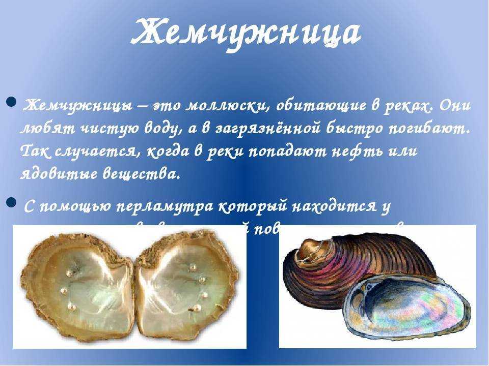 Жемчужницы-подводная "сокровищница" земли | природа 🏞 вся наука  здесь  | дзен