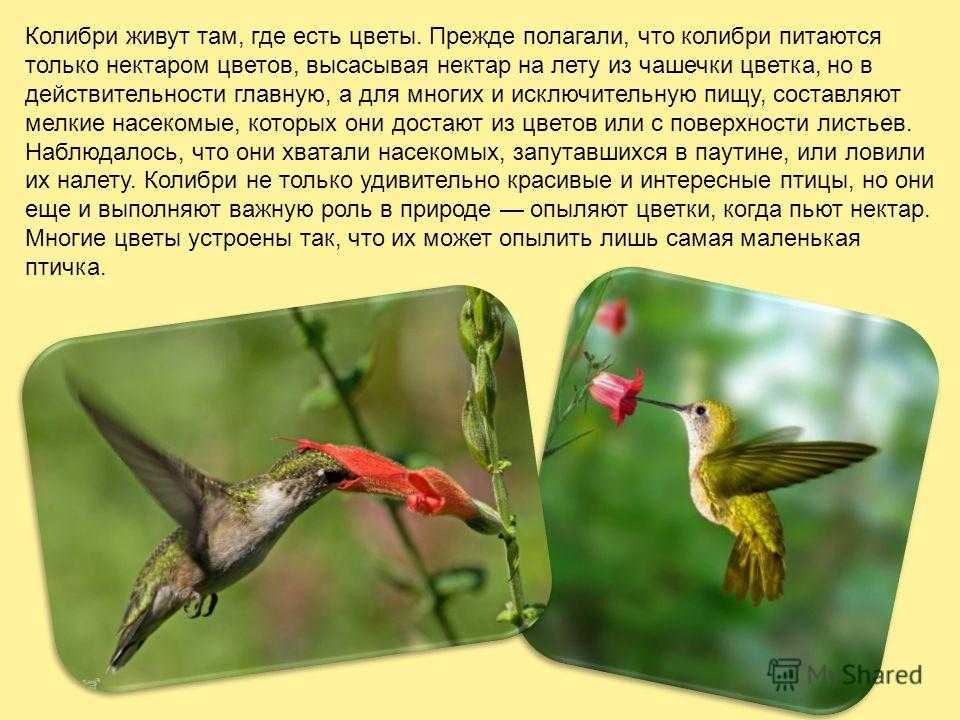 Колибри – описание, виды, где обитает, чем питается, фото