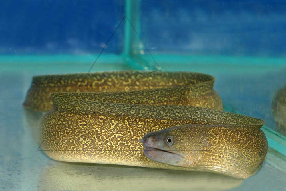 Пресноводная мурена или индийская грязевая мурена (gymnothorax tile)