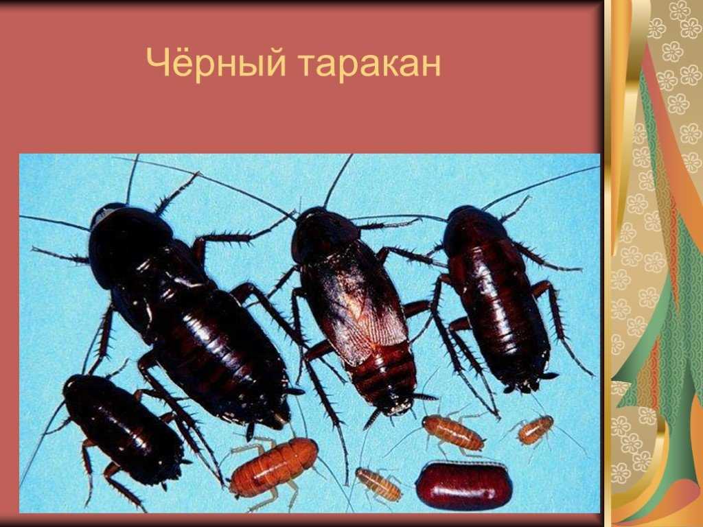 Все существующие виды тараканов: домашние и необычные