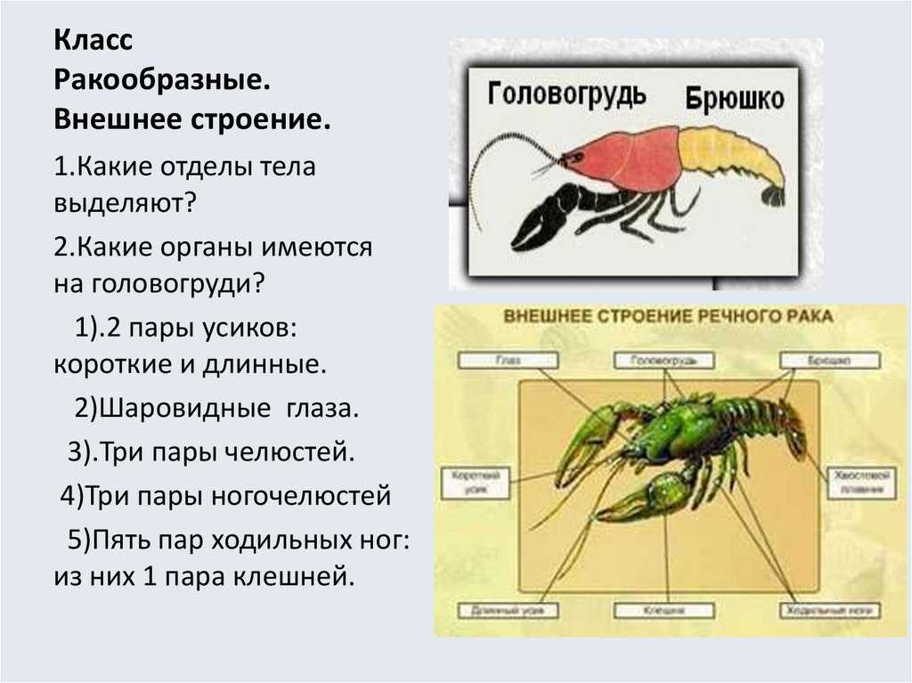 Мадагаскарская сатурния (сатурния-комета): бабочка мадагаскара