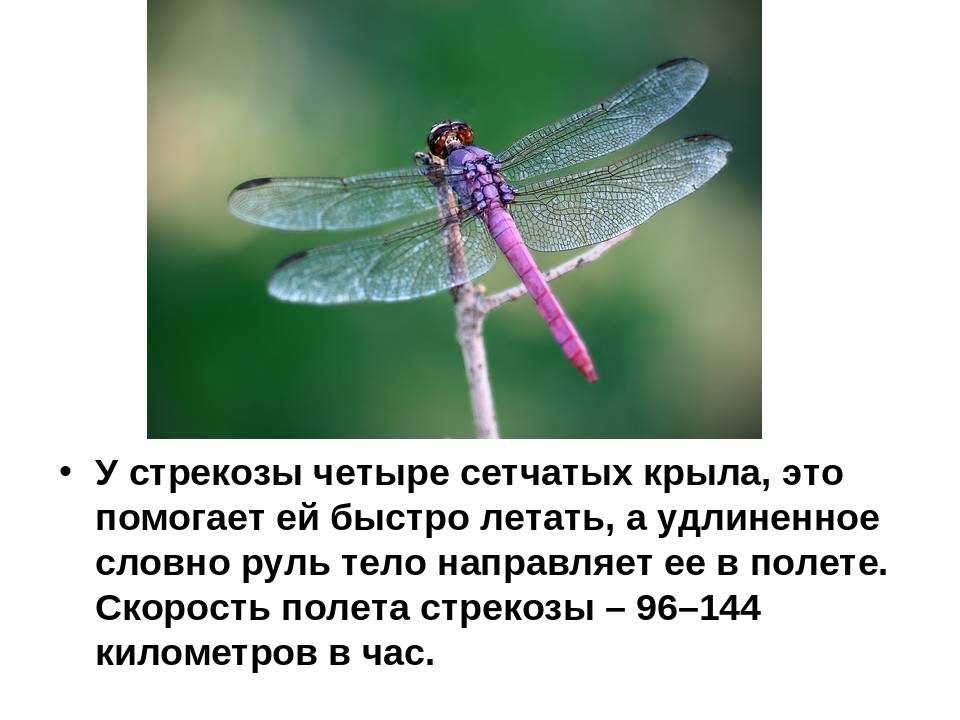 Отряд стрекозы (odonata) в школьном атласе-определителе беспозвоночных  -  стрекозы