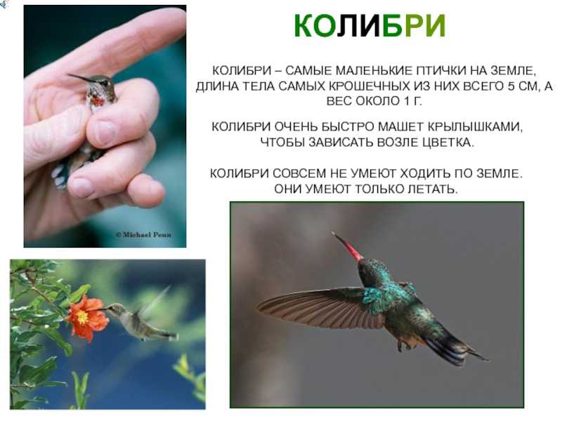 Щегол (фото птицы): восхищает звонким пением, щеголяет ярким оперением - kot-pes