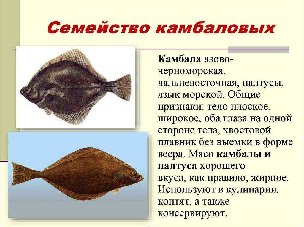 Рецепт приготовления свежей камбалы
