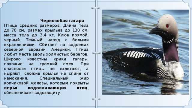 Гагара  фото, описание, ареал, питание, враги 
     > все о живой природе