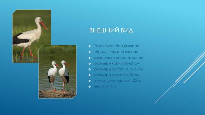 Аист белый