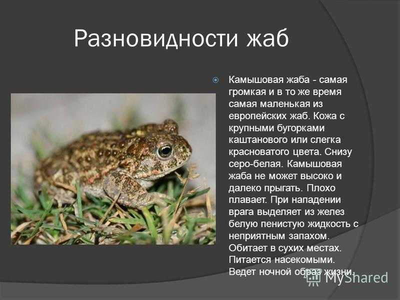 Зелёная лягушка