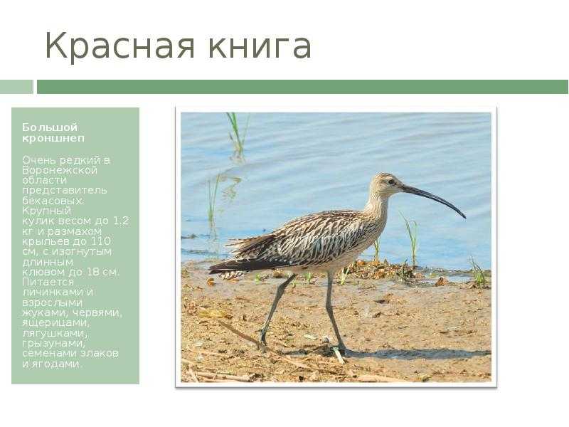 Кроншнепы – фото, описание, ареал, рацион, враги, популяция — животный мир
