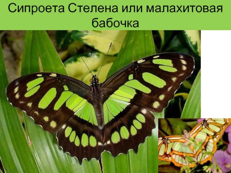 Самая красивая бабочка. название самой красивой бабочки в мире. названия и фото самых красивых бабочек в мире