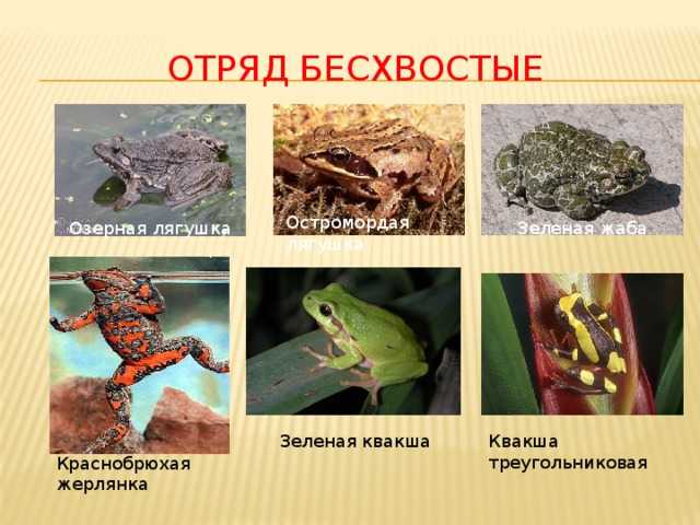 Бесхвостые и безногие амфибии