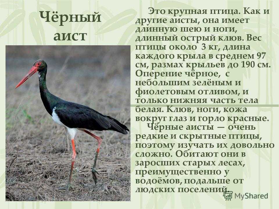 Аист – описание, виды, фото, где живет птица, чем питается