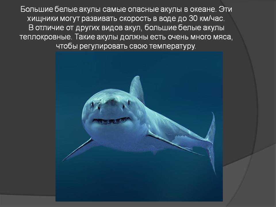 Акула - 87 фото самого идеального хищника морей и океанов