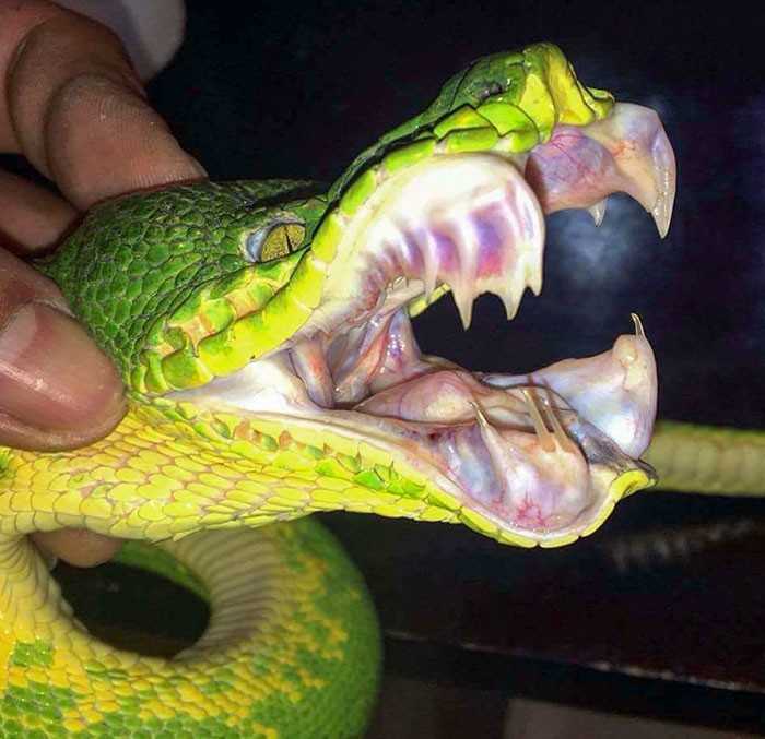 Удав