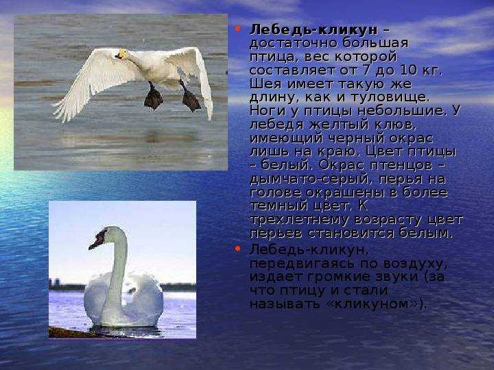 Лебедь-кликун