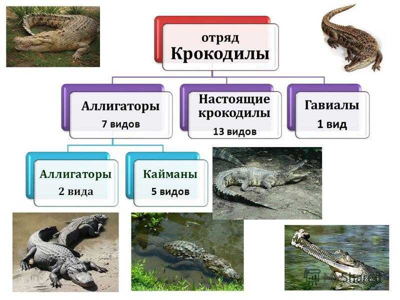 Пресмыкающиеся животные – какие животные относятся к группе, список, среда обитания